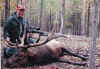Trophy Imperial 7 x 7 Elk    B&C 385, Ken got this elk with one shot using 7mm STW built by Todd Ramirez