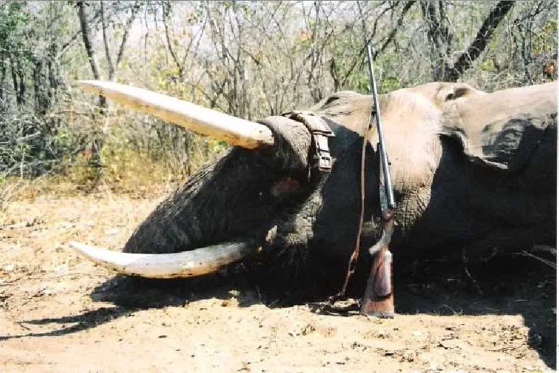 Trophy shot with 470 Rigby