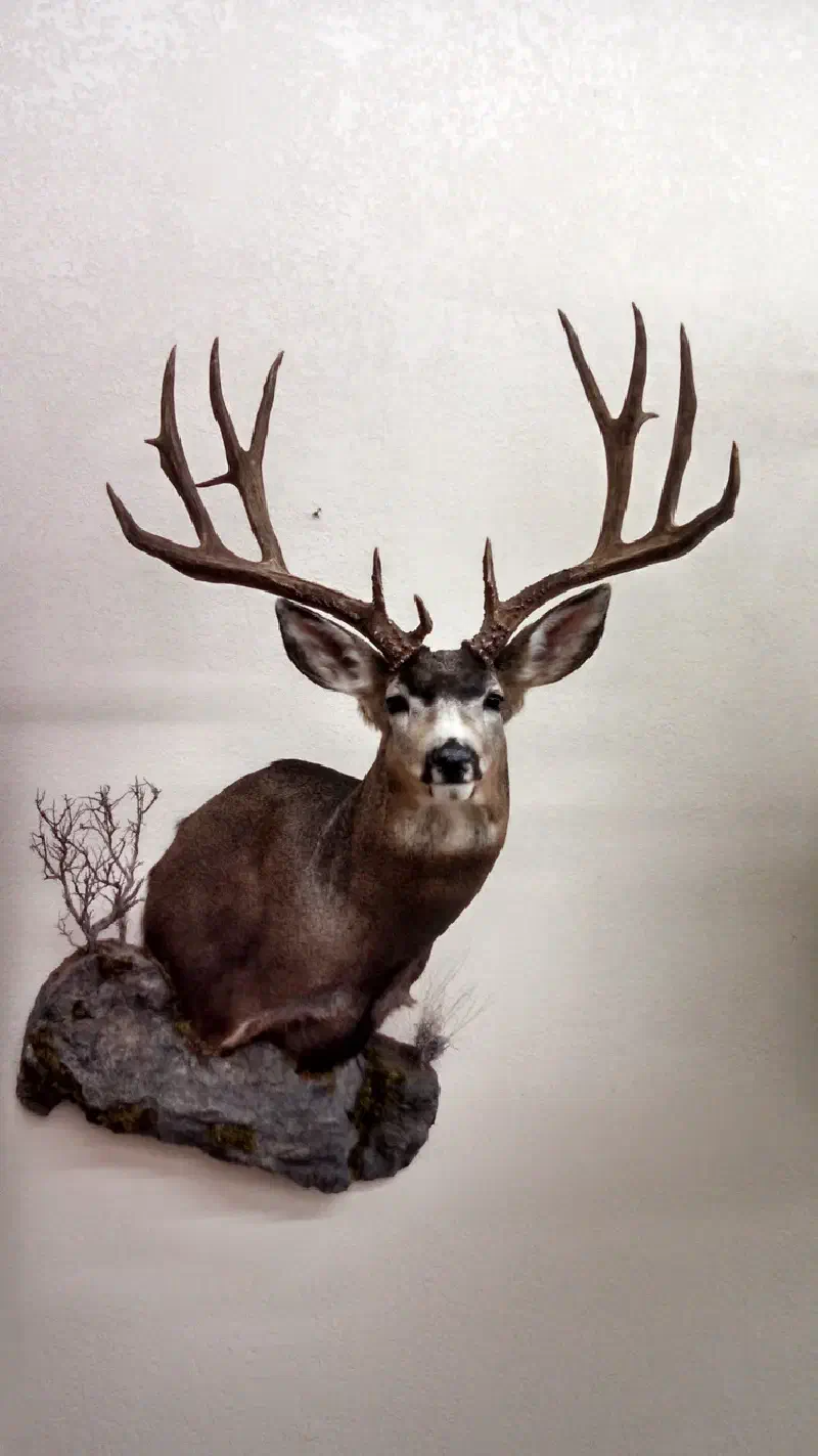 Deer Trophy