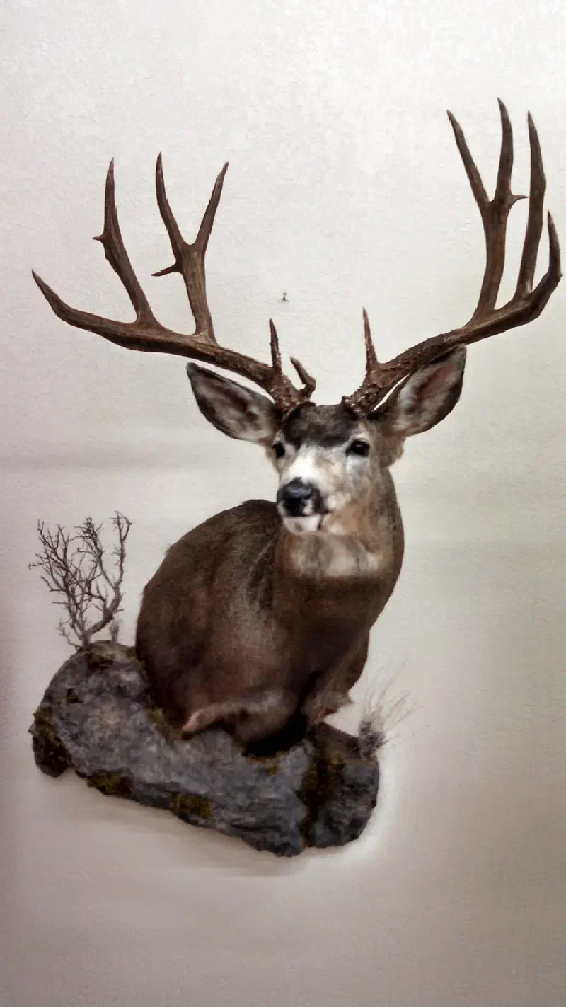 Deer Trophy